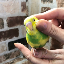 超ホヤホヤ最新画像☆ふわふわが御好きなようです。セキセイインコ　パイド～～