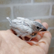 渋いカラー　シルバー文鳥
