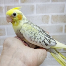 美しい翼の模様！オカメインコ☆パール