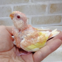 美しすぎるぅ～　アキクサインコ☆ルビノー
