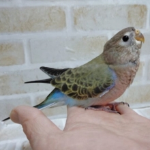 レアカラーかも！？　アキクサインコ☆ノーマル 2021年01月05日撮影