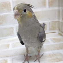 やっぱりノーマルっしょ(笑)　オカメインコ☆ノーマル 2021年01月05日撮影