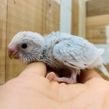 また入舎！！セキセイインコ(ホワイトウィング)
