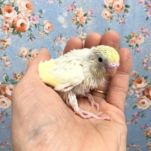 セキセイインコ（パステルレインボーパイド）２０２０年１１月生まれ
