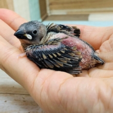 ヒナヒナの桜文鳥さん入舎しました♪