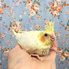 オカメインコ（ルチノー）　２０２０年１１月生まれ
