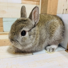 不思議カラー？？ネザーランドドワーフくん！！