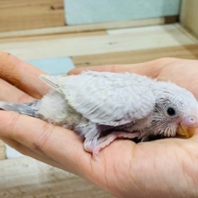 大人気!!セキセイインコのライラック入舎♪