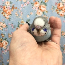 ジャンボセキセイインコ　２０２０年１１月生まれ
