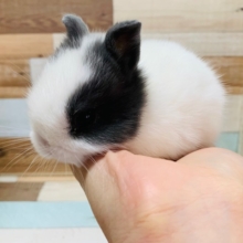 ころころなドワーフラビット入舎♡