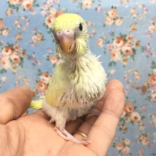 セキセイインコ（パステルレインボーパイド）　２０２０年１１月生まれ