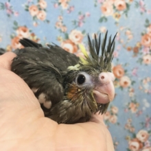オカメインコ（ノーマル）　２０２０年１１月生まれ