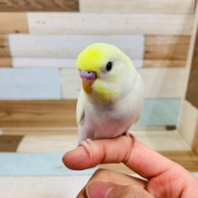 羽根が生えそろいました♪セキセイインコ(クリーム)♪