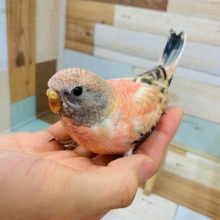 ピンクです！ローズ秋草インコ