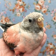 ローズ秋草インコ　２０２０年１１月生まれ