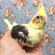 オカメインコ（パイド）　２０２０年１１月生まれ