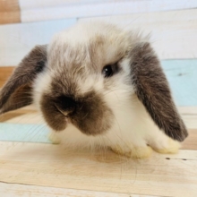 手の上で寝ちゃう♡ホーランドロップくん！！