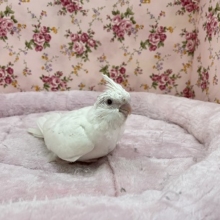 純白！！ オカメインコ“ピュアホワイト” 2020.12/18撮影