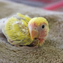 コザクラインコ（ゴールデンチェリー）ヒナちゃん