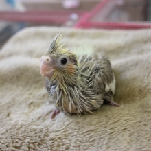 2020年12月生まれ　オカメインコ（シナモンパイド）ちゃん