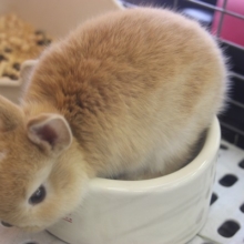もりもり食べるよ！ネザーランドさん入舎（＾＾）