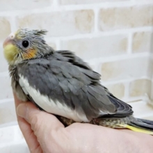 おめめまん丸！オカメインコ☆ノーマル 2021年01月24日