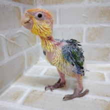 ぽやぽや～　シロハラインコ　2021年01月27日撮影