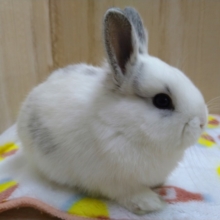 ふわふわなミニウサギさん来ました!