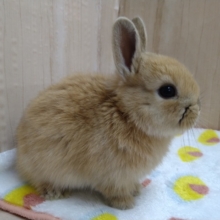まるでドワーフラビット!?みたいなミニウサギさんが来ました