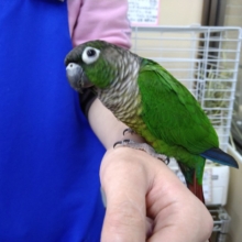 ノーマルカラーのウロコインコちゃんいますよ〜