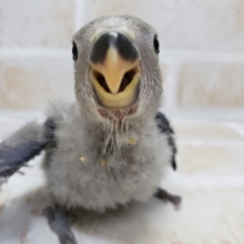 小桜インコバイオレット