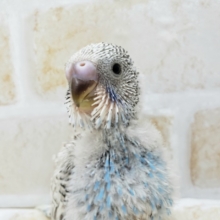 セキセイインコスパングル！？