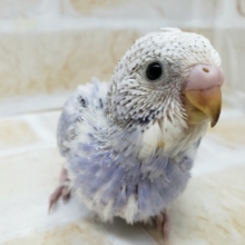 セキセイインコスパングル