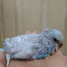 真ん中サイズのジャンボセキセイインコのヒナが来ました！