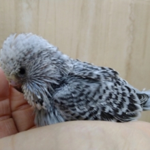赤ちゃんなのにカッコイイ！ジャンボセキセイインコのヒナが来ました！