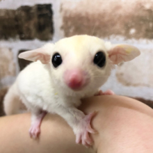 どんな瞬間も天使すぎる♥フクロモモンガくん(リューシスティック)