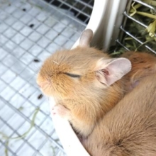 寝顔が。。掻かれ顔が。。たまらないのです♪♪　デグー　サンド～～
