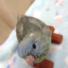 最新画像☆1月3日～積極的にアピールっ サザナミインコ(スパングル)～～