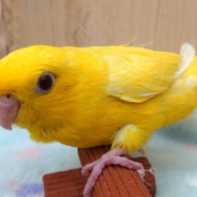 最新画像☆３月５日～よちよちです♪サザナミインコ(ルチノー)～～