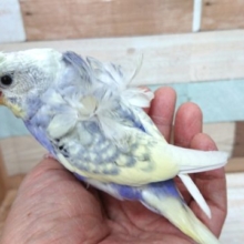 なかなか華やかな巻き毛です！羽衣セキセイインコ～～