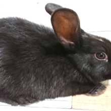 ツヤツヤ毛並みのおっとり屋さん♪ミニウサギです～～