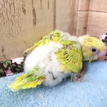 柑橘系っぽい？セキセイインコ～スパングルになりますっ　２０２１　1月7日