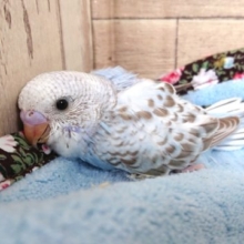シナモンカラーがｽﾃｷです☆セキセイインコ～～　２０２１　1月７日