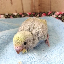 美色です☆　セキセイインコ　パステルレインボー～～　２０２１　１月７日