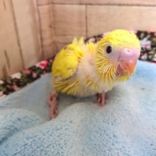 久々！黄色の黒目ー　セキセイインコ　ダブルファクター