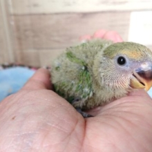 あはっ！笑顔がいいでしょ？？コザクラインコ　オレンジフェイス～～　２０２１　１月７日