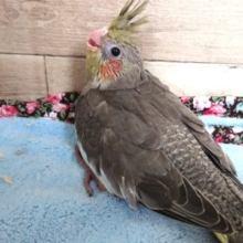 ベタ馴れさん、目指しましょー　オカメインコ　ノーマル　２０２１　１月７日