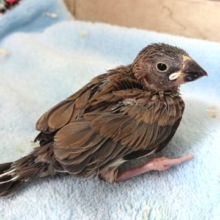 育てるのもー勉強ですねっ☆桜文鳥〜　２０２１ １月７日
