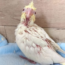 オレンジのホッペが目印ーーオカメインコ!