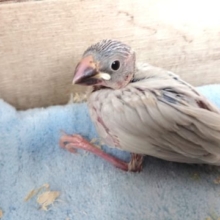 人気ですよっ♪　シルバー文鳥～いかがですか？？